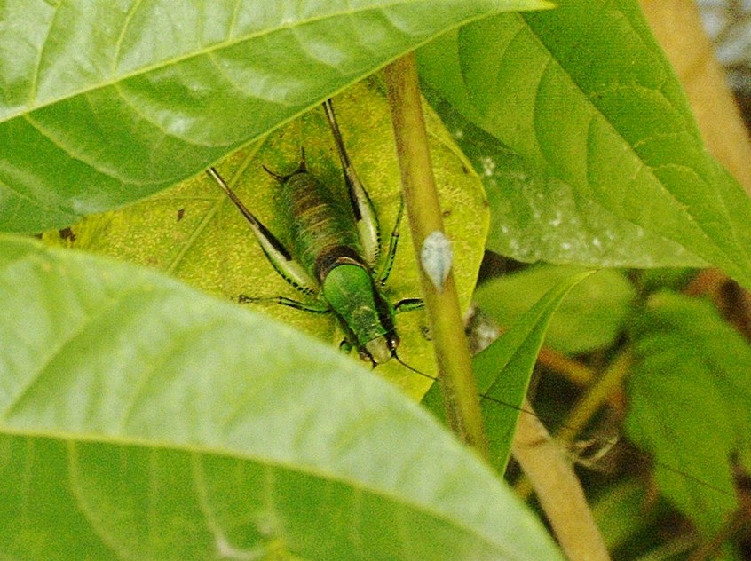 Colorato da identificare - Eupholidoptera cfr. chabrieri, Tettigoniidae